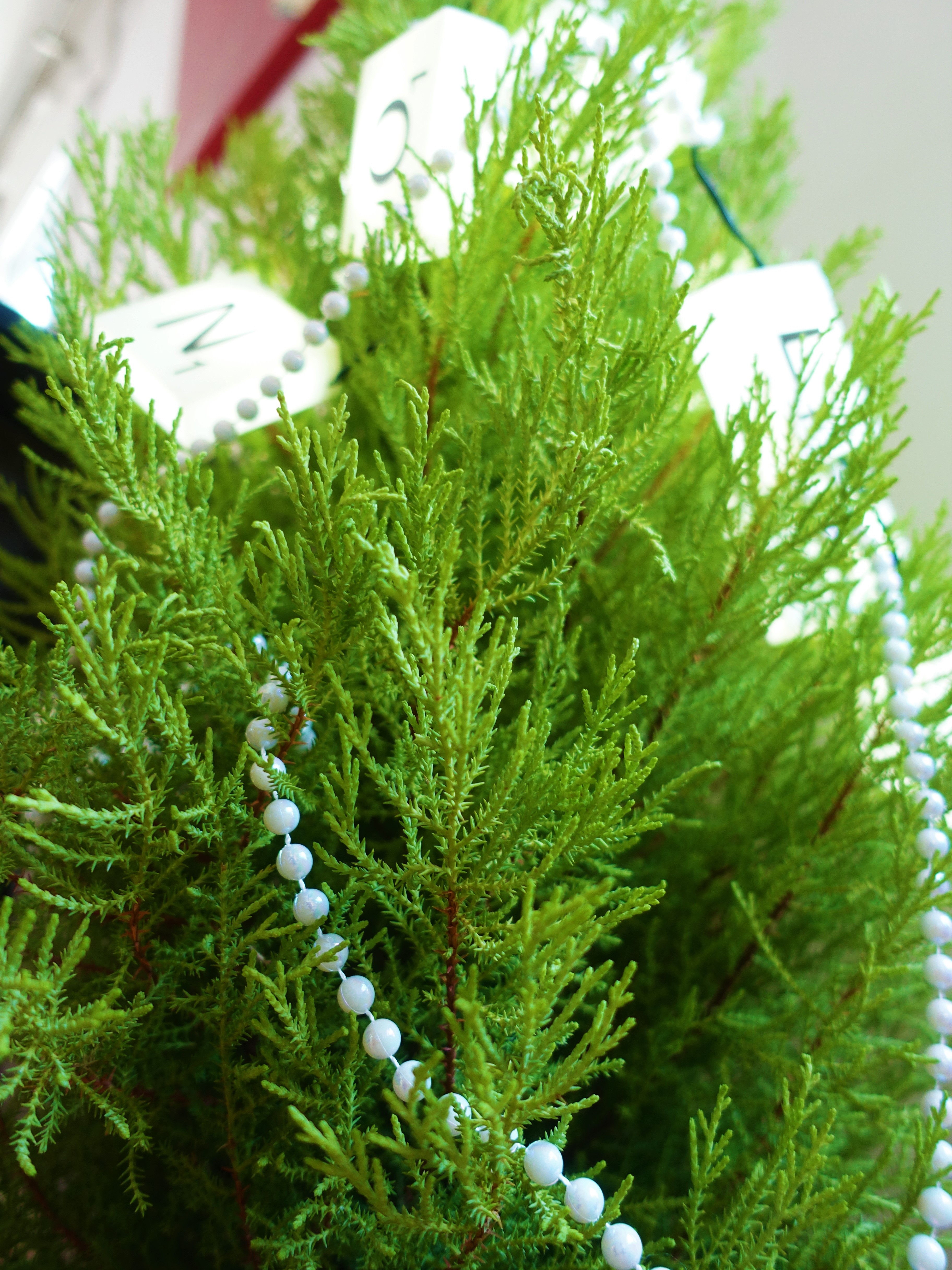 Sapin