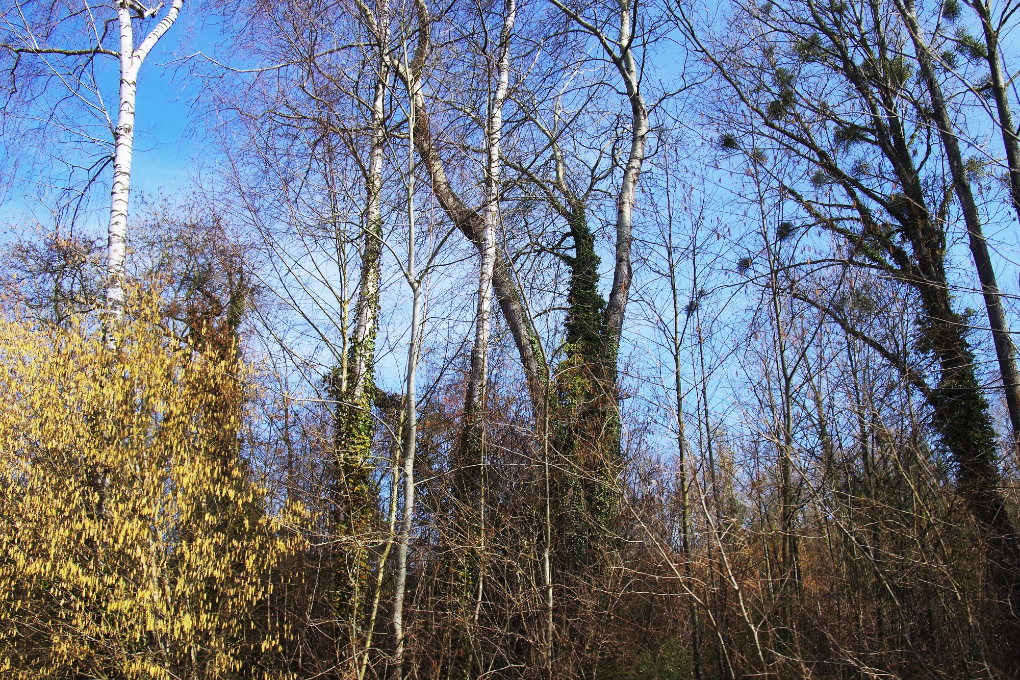 Deep Nature