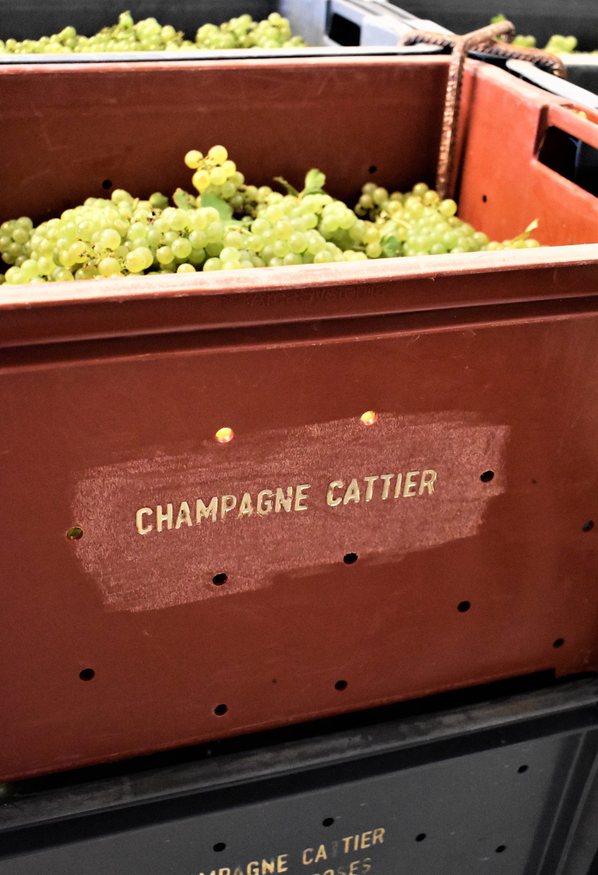 champagne Cattier